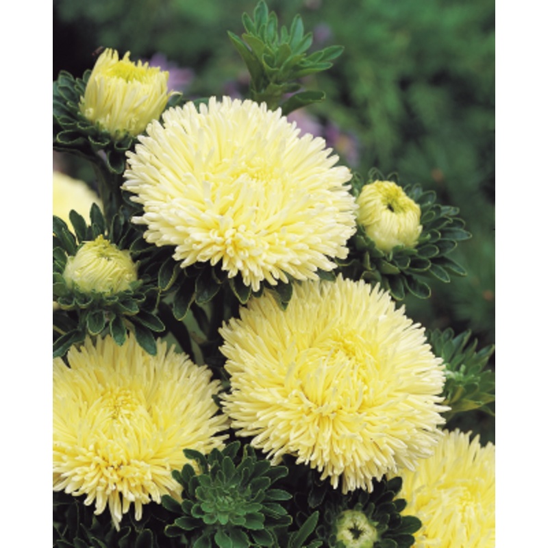 Aster Gala Yellow Flower Seeds