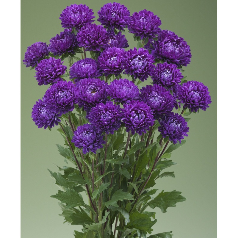 Aster Optimo Alpha Deep Purple Flower seeds