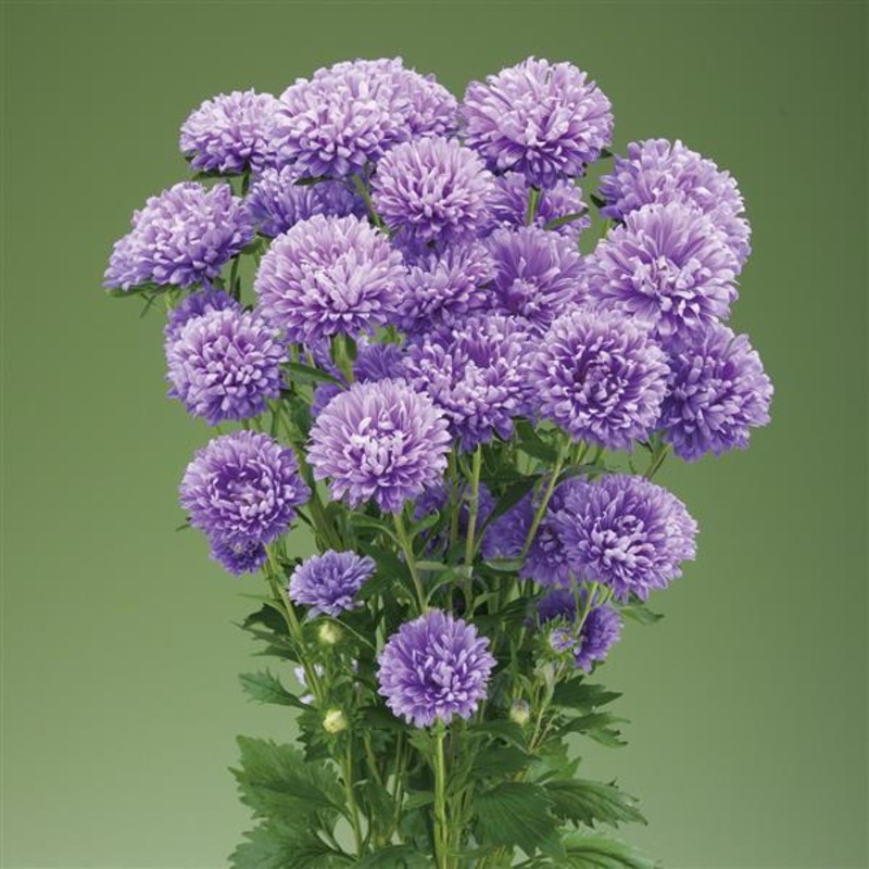 Aster Optimo Alpha Light Blue Flower seeds