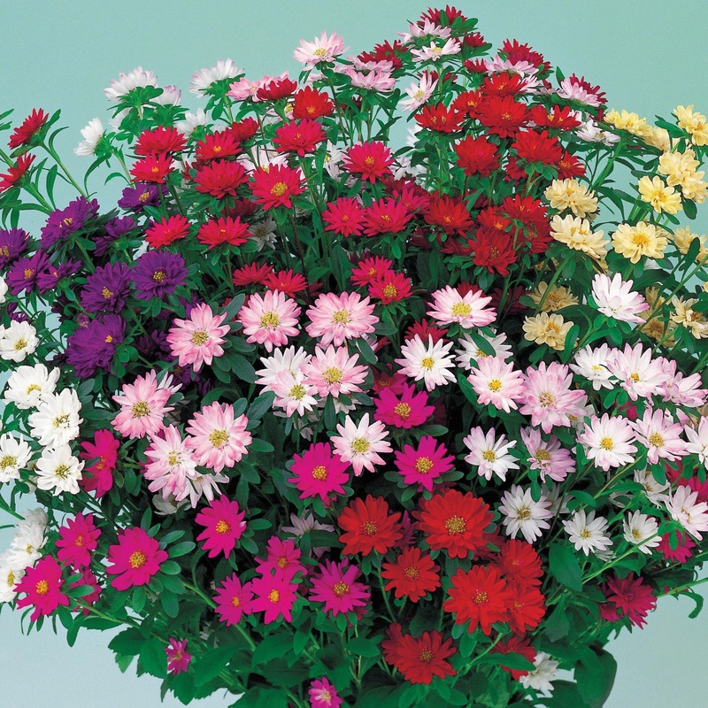 Aster Serenade Mix Flower Seeds