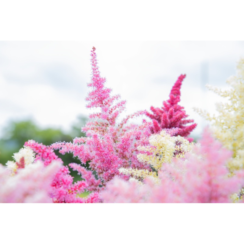 Astilbe Rhapsody Flower Seeds