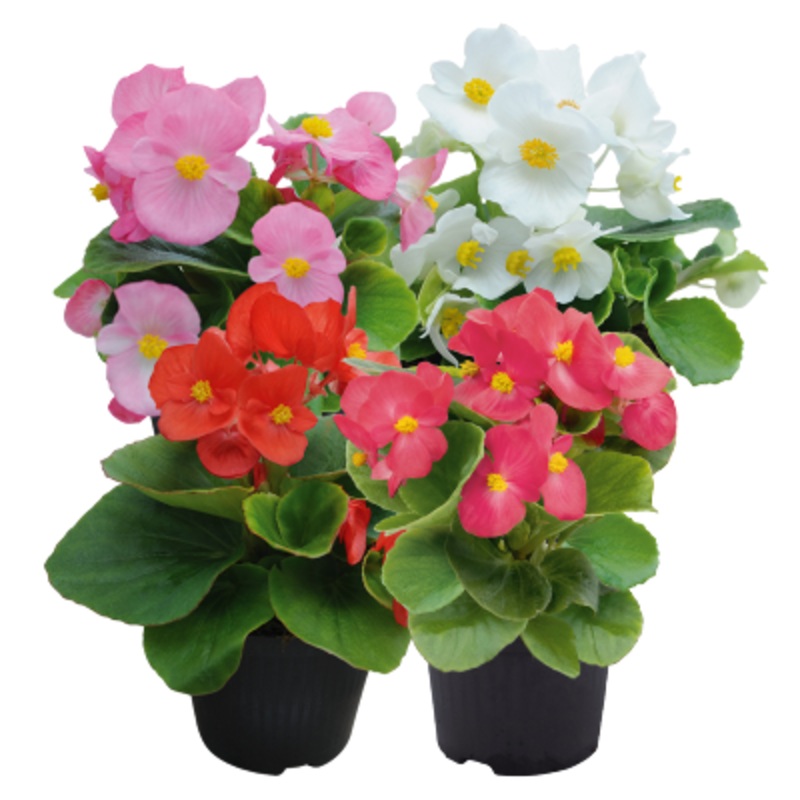 Begonia Semperflorens Super Cool Mix Flower Seeds