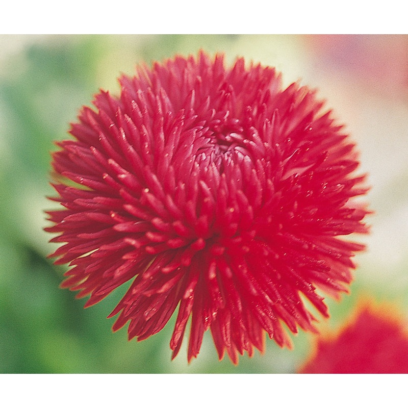 Bellis Roggli Red Flower Seeds