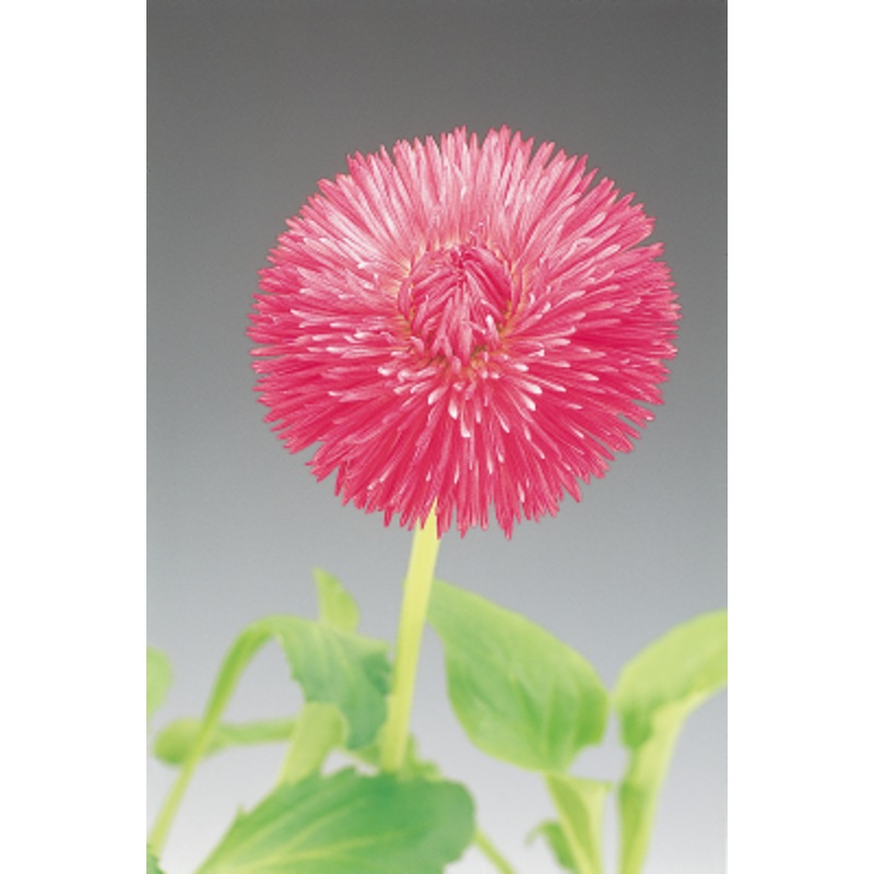 Bellis Roggli Rose Flower Seeds