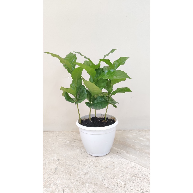 Coffee Plant  (Coffea Arabica)
