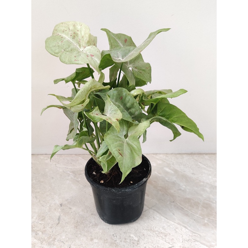 Syngonium Confetti Plant