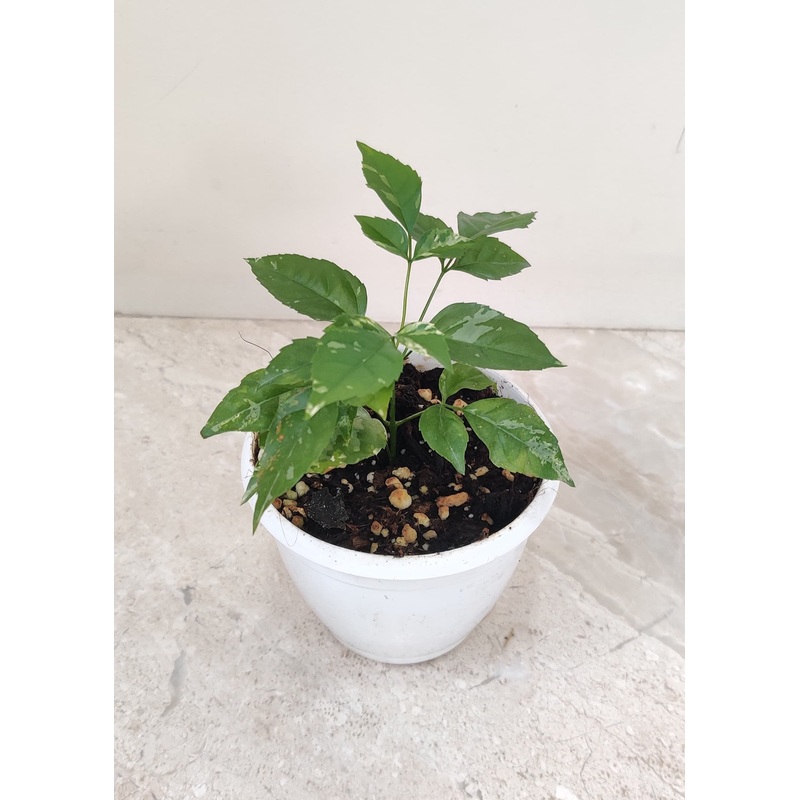 Varigated Radermachera Plant