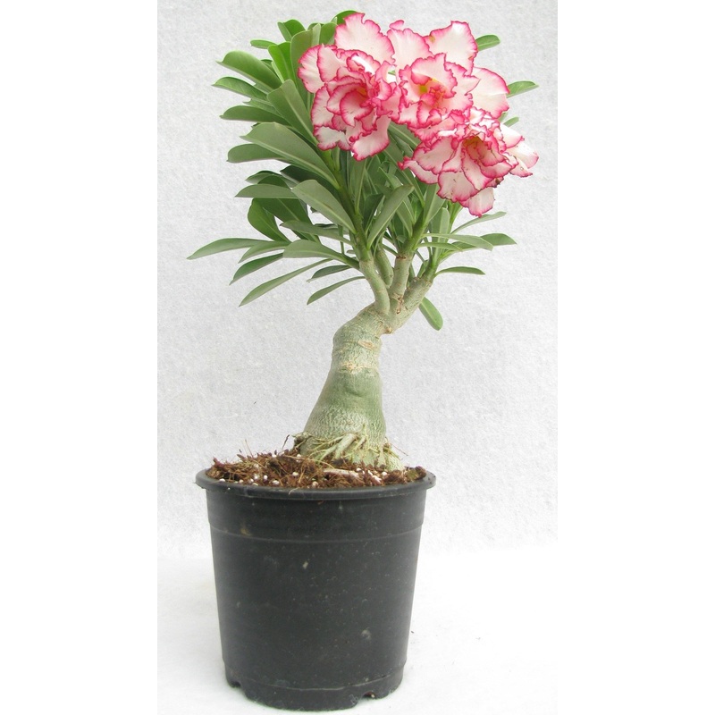 935 Bi-color Adenium Double Layer White Pink Flower Plant