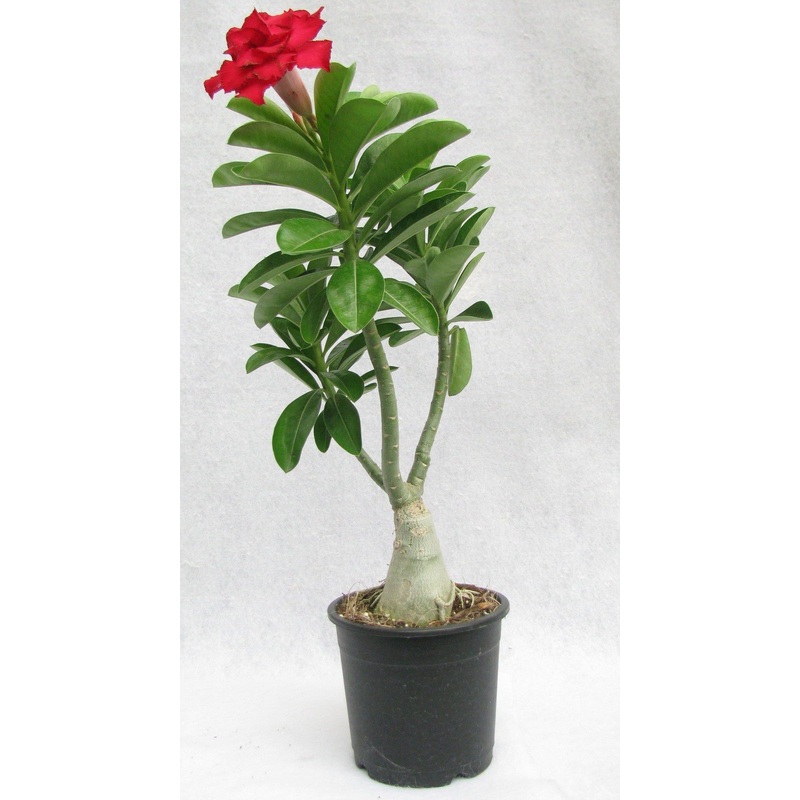 936 Adenium Double Layer Dark Red Flower Plant