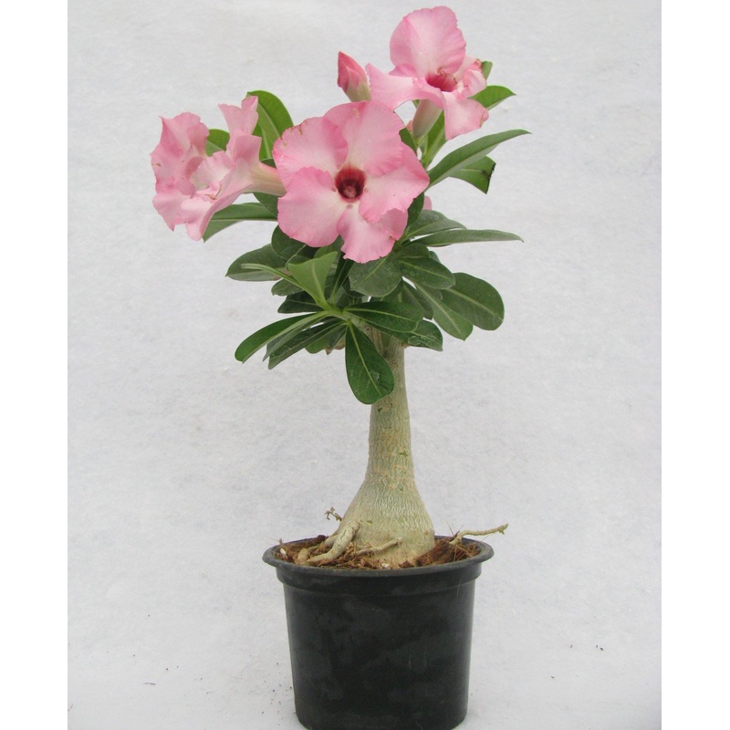 Adenium Baby Pink Flower Plant