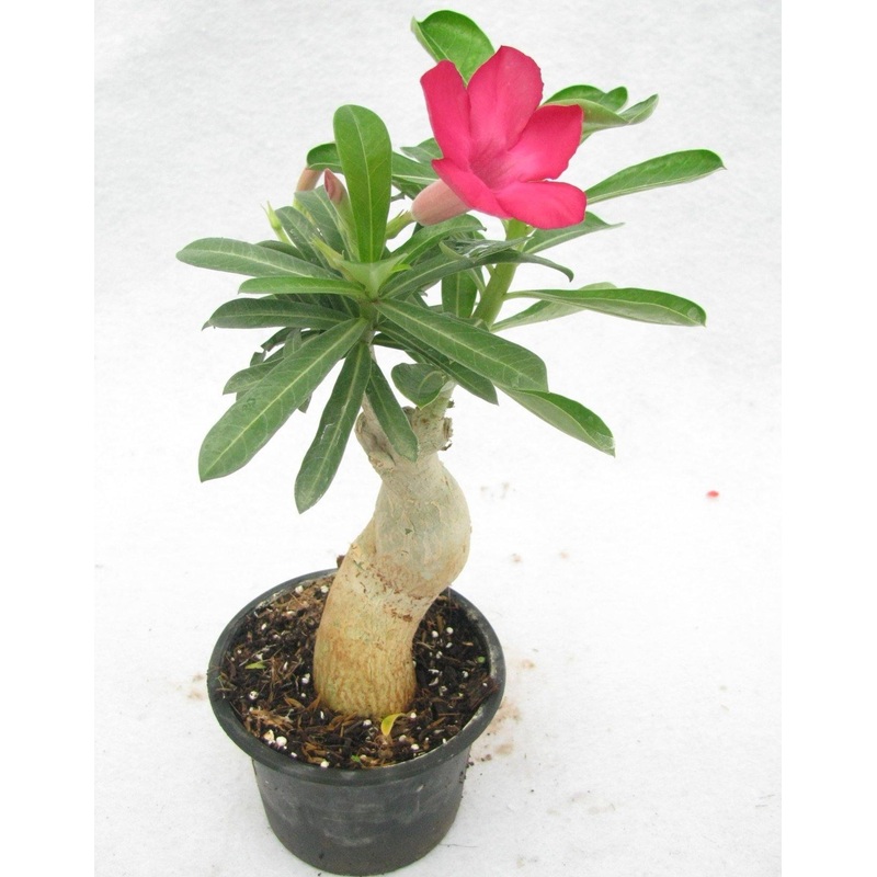 Adenium Single Layer Dark Pink Flower Plant
