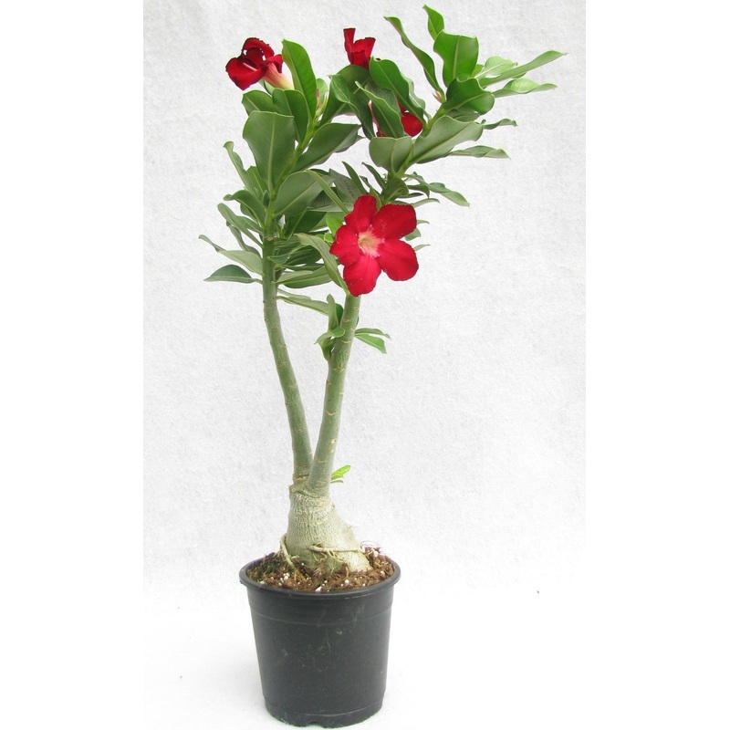 Adenium Single Layer Red Flower Plant