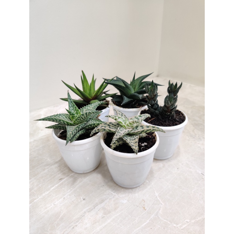 Aloe Succulent Plant Pack (Set Of 5 )