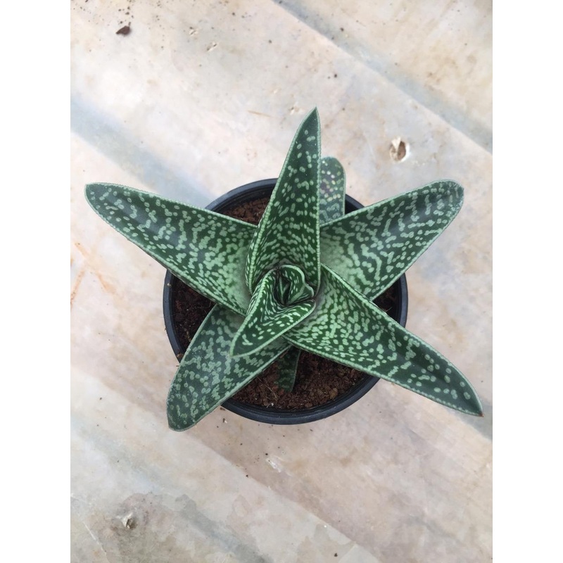 Aloe Variegata (Tiger Aloe) Succulent Plant