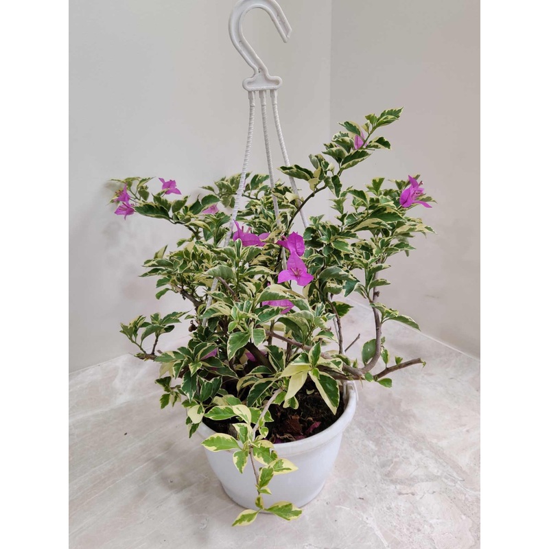 Bougainvillea Variegated Hanging Flower Plant