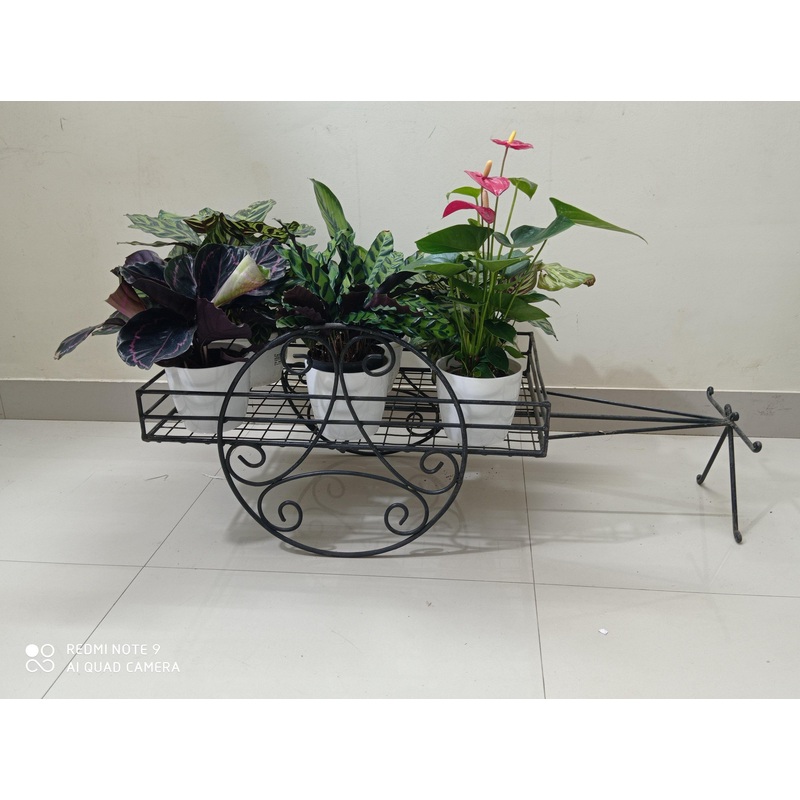 Bullock Cart Black