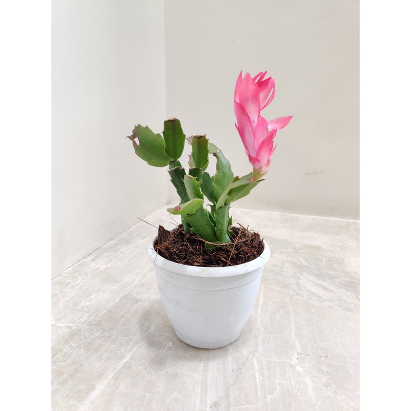 Christmas Cactus Flower Plant