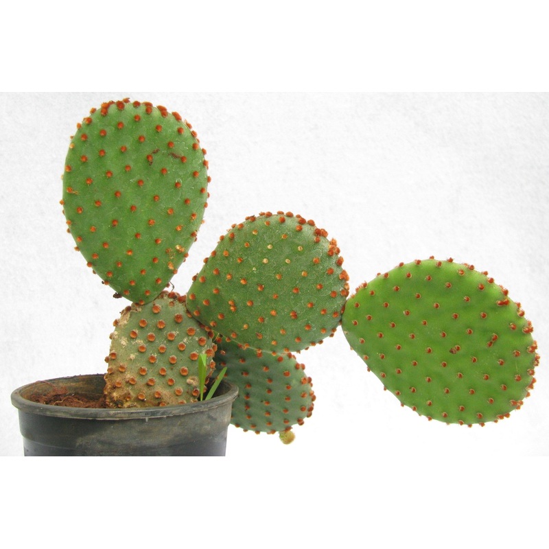 Cinnamon Bunny Ear Cactus (Opuntia Microdasys Rufida)
