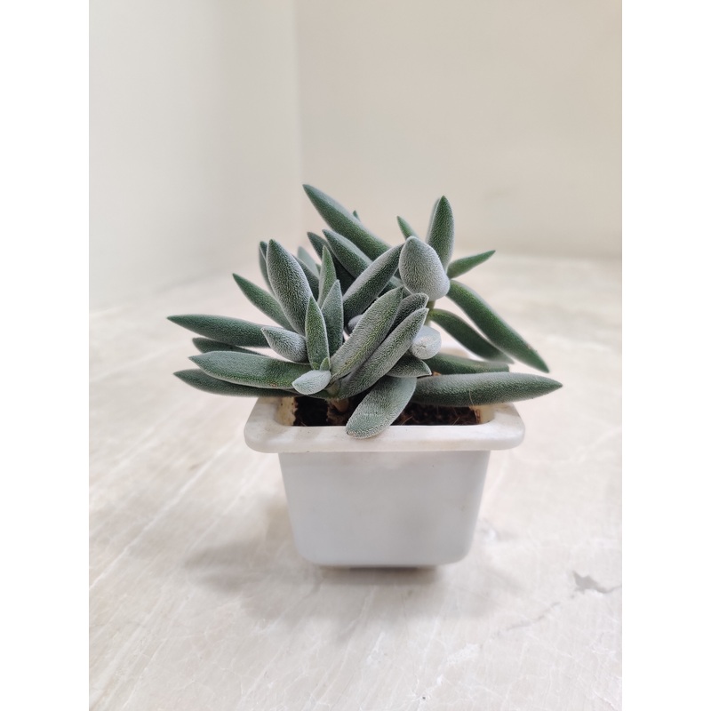 Crassula Mesembryanthemoides Hybrid Succulent Plant