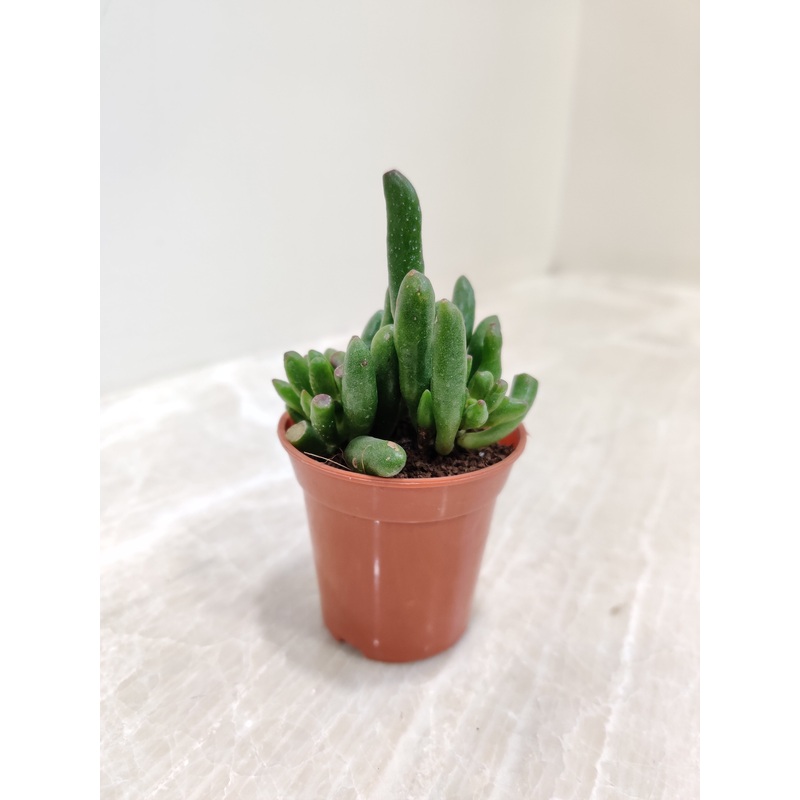 Crassula Ovata ‘Gollum’ Jade Small Succulent Plant