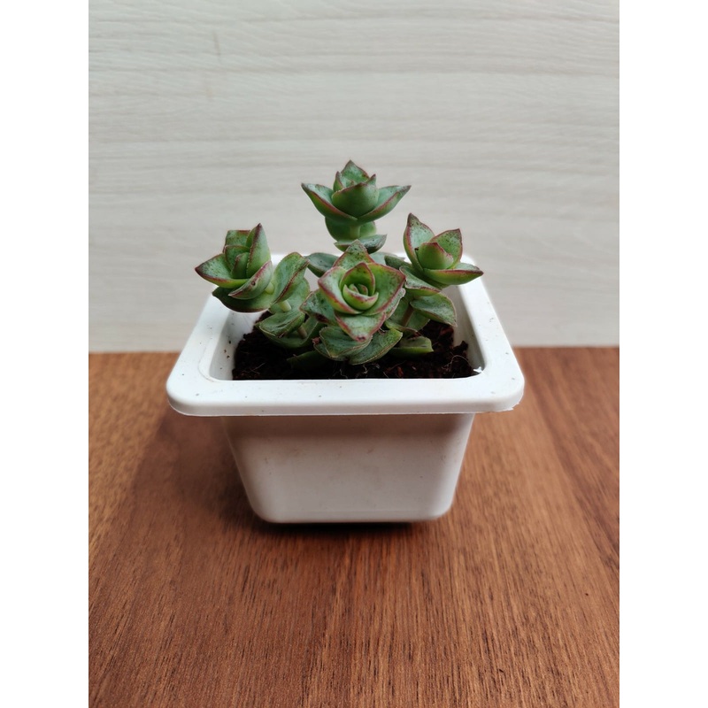 Crassula Perforata Green Ivory Towers Succulent Plant