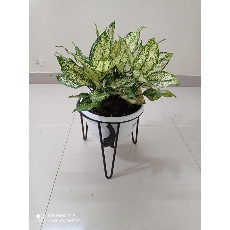 Single Pot Stand 12” Black