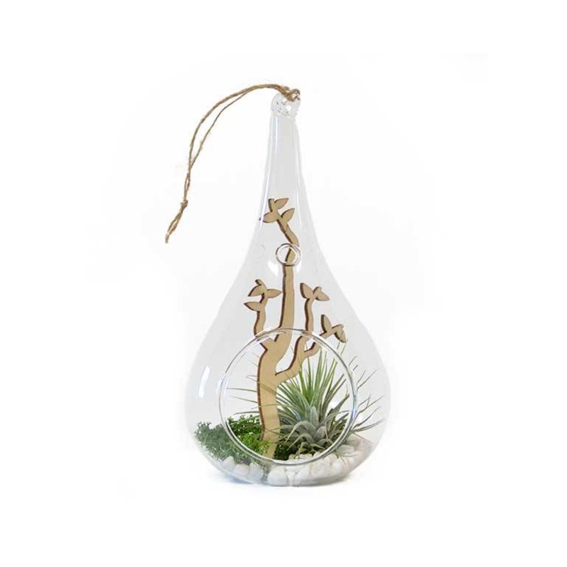 Spring Tide Transparent Terrarium Potted Air Plant