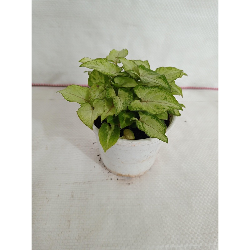 Syngonium Berry Allusion Plant