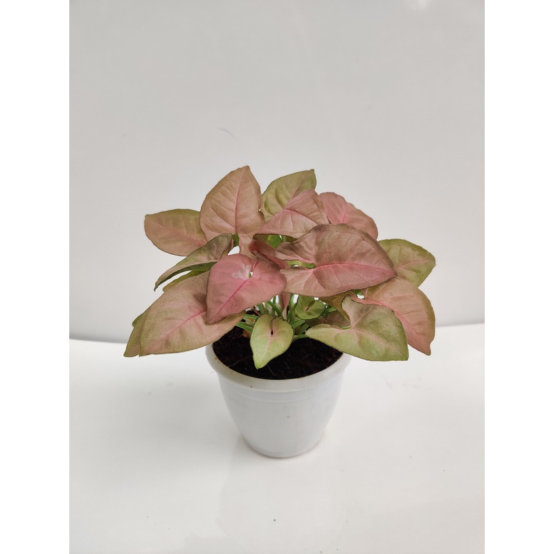 Syngonium Pink Allusion Plant