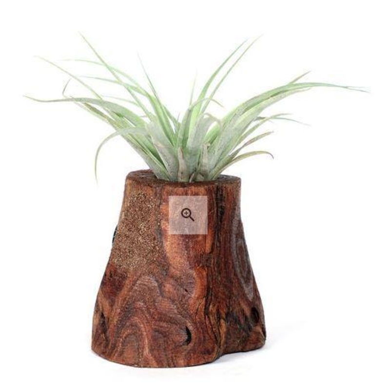 Tree of Life – Living Plant Decor Air Plant