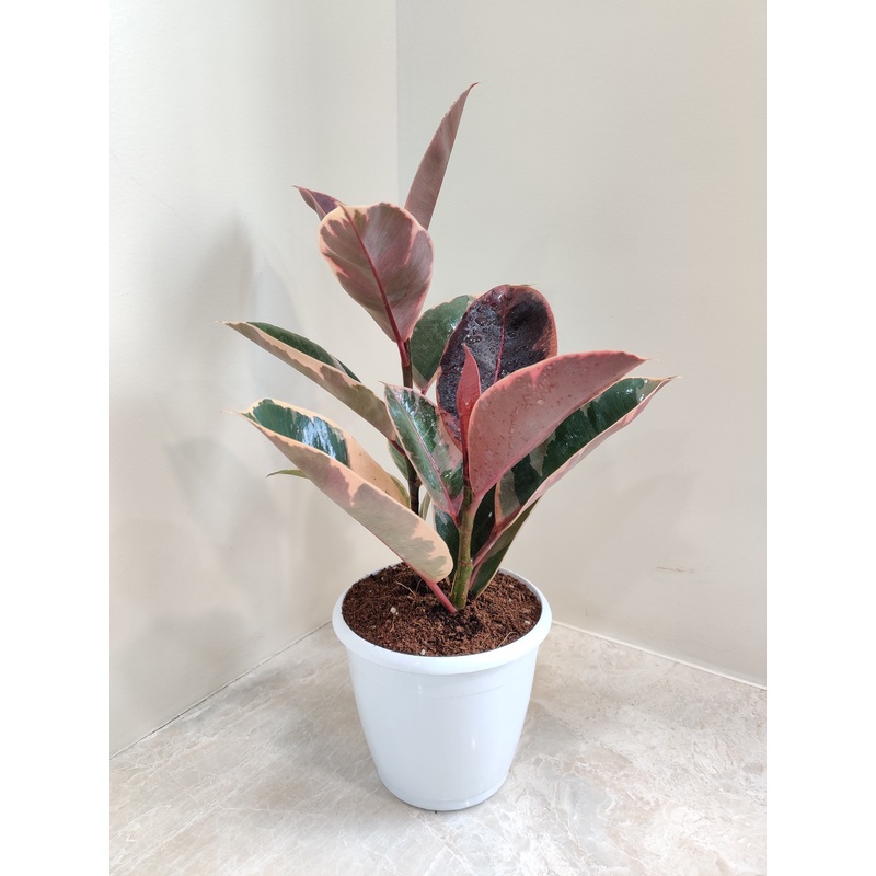 Variegated Rubber Plant (Ficus Elastica)