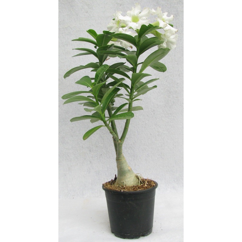 Wave Flower Adenium Single Layer White Flower Plant