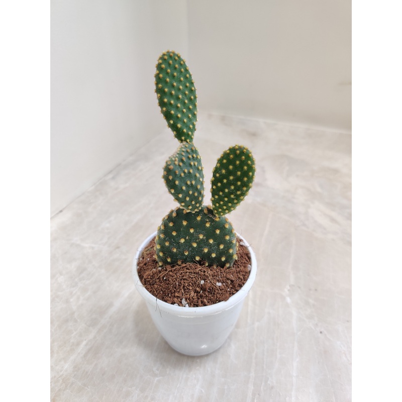 Yellow Bunny Ear Cactus (Opuntia Microdasys Pallida)