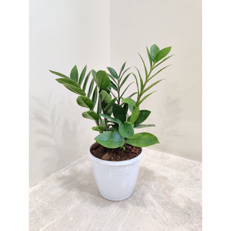Zamioculcas Zamiifolia Plant