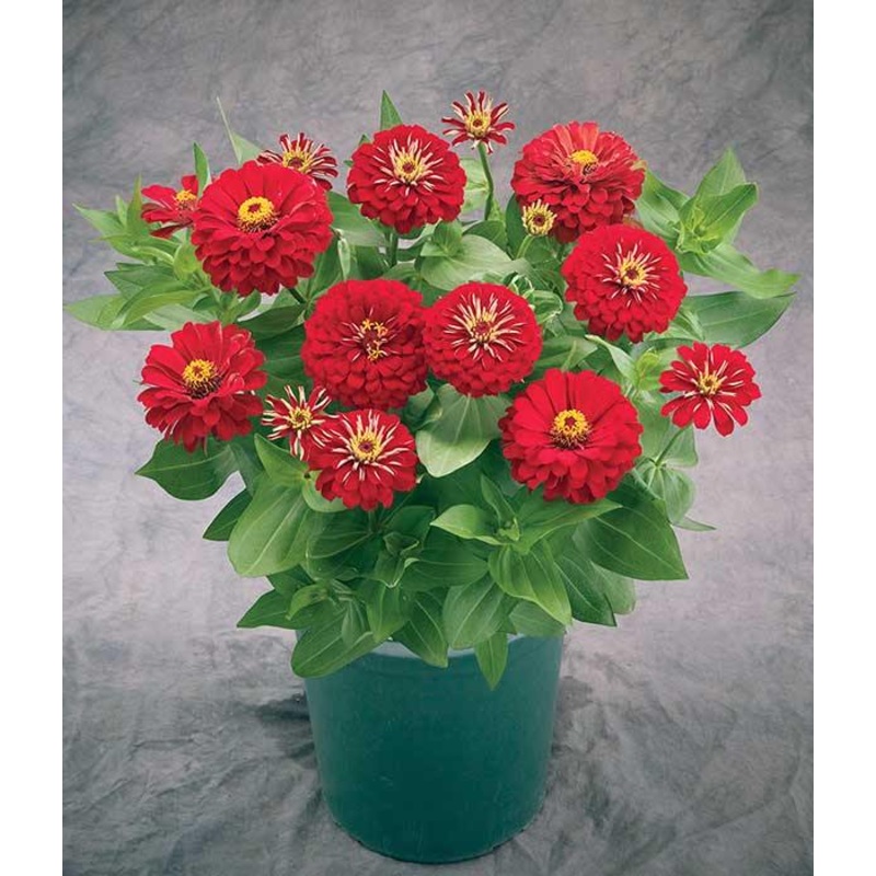 Zinnia Preciosa Red Flower Seeds