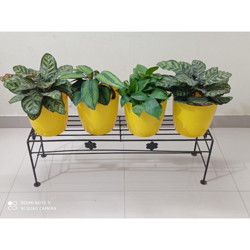 Single Step Plant Stand