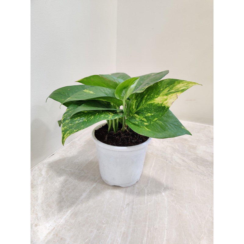 Variegated Money Plant with Pot