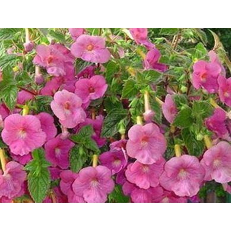 Achimenes Ashcharinila Light Pink Flower Bulbs (Pack of 12)