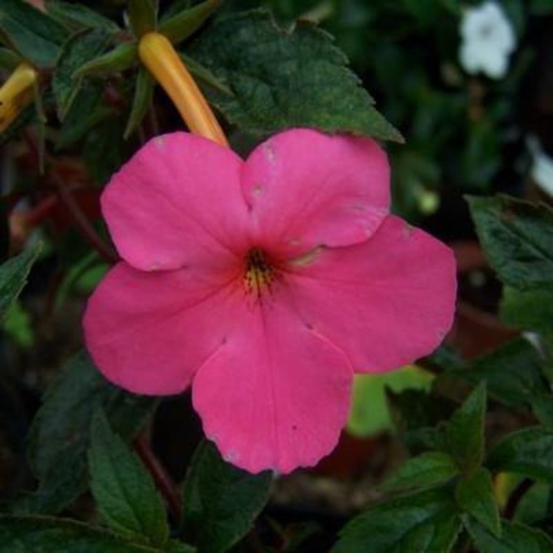 Achimenes Peach Blossom Dark Pink Flower Bulbs (Pack of 12)