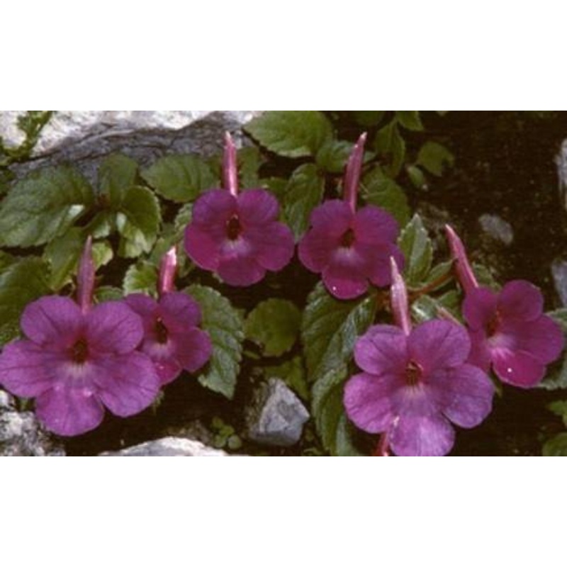 Achimenes Pulcherrima Brown Flower Bulbs (Pack of 12)