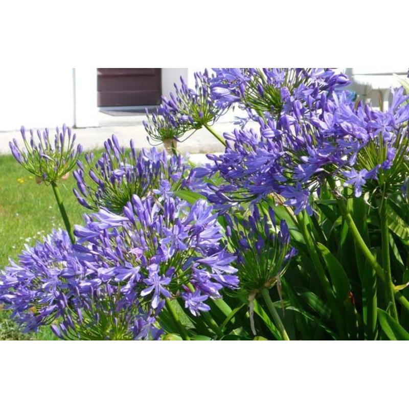 Agapanthus Umbellatus -Blue Flower Bulbs (Pack of 6)