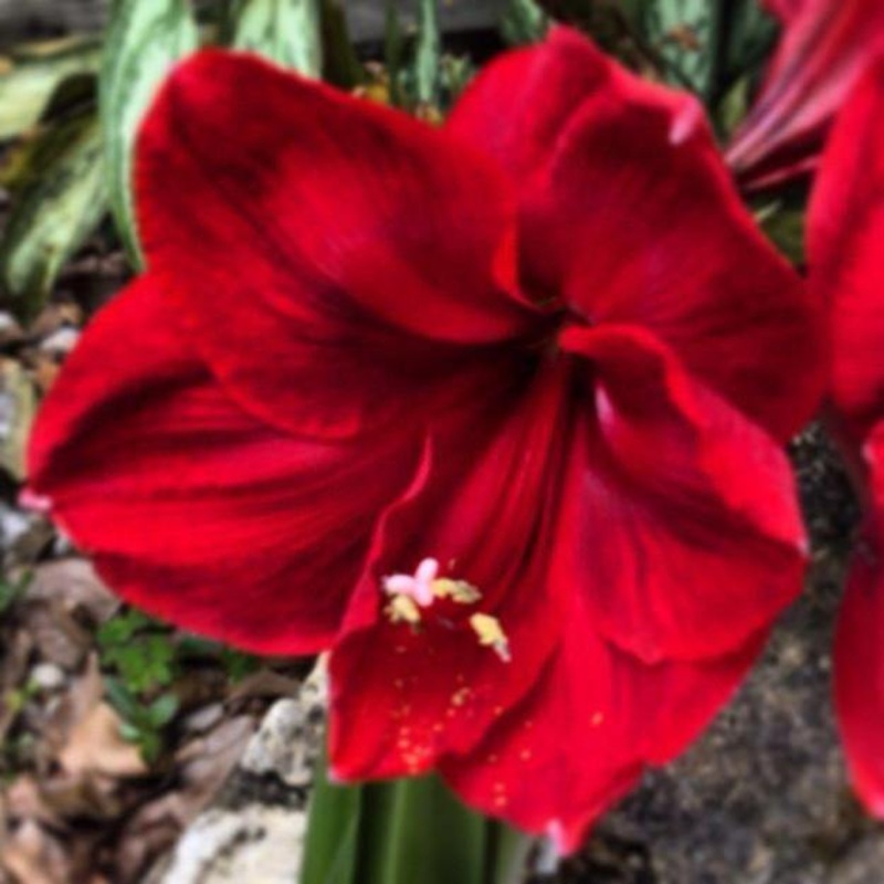 Amaryllis 2nd Grade – Mixed Flower Bulbs (Pack of 25)