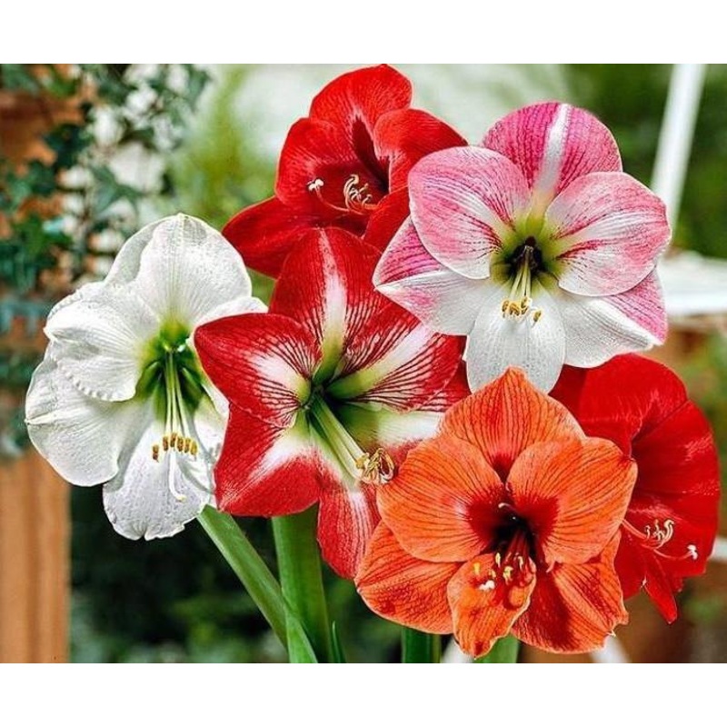 Amaryllis Australian Mix Flower Bulbs (Pack of 6)