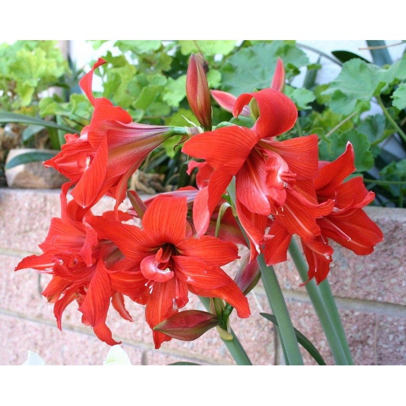 Amaryllis Australian Red Flower Bulbs (Pack of 10)