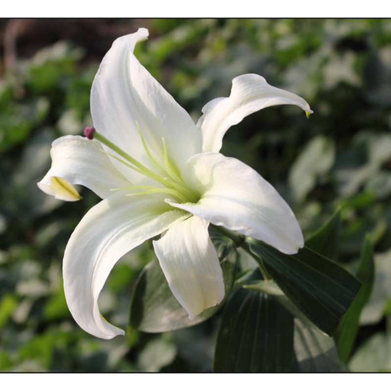 Amaryllis Bicolor White Flower Bulbs (Pack of 6)