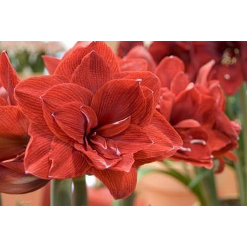 Amaryllis Blood Red Flower Bulbs (Pack of 6)