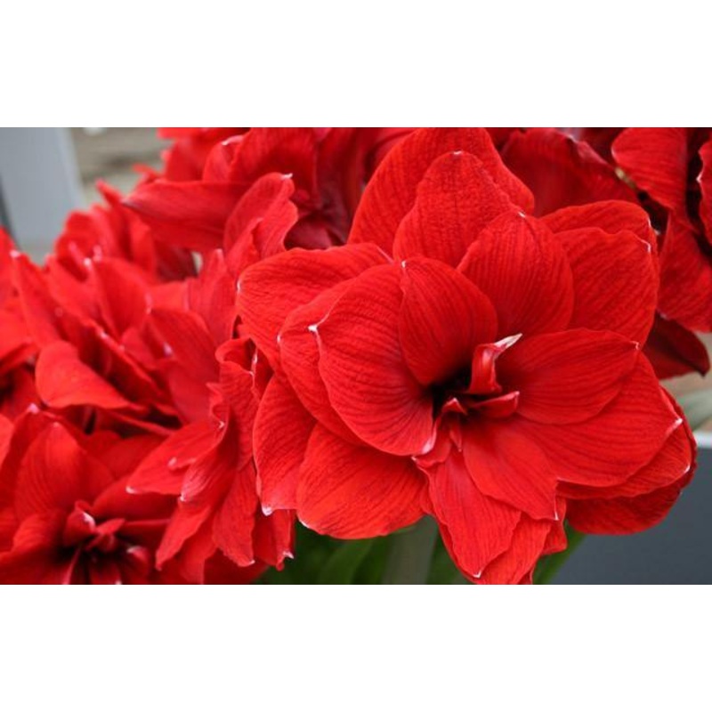 Amaryllis Double Red Flower Bulbs (Pack of 6 Bulbs)