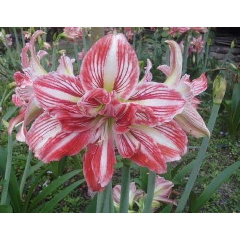Amaryllis Double Tricolor Flower Bulbs (Pack of 6)