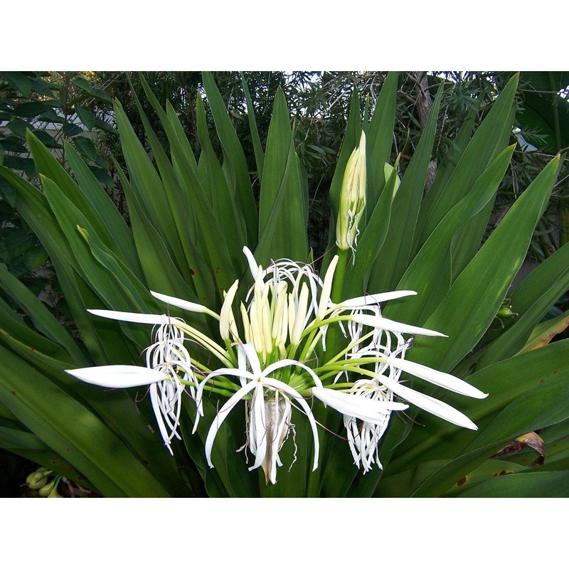 Amaryllis White Flower Bulbs (Pack of 10)
