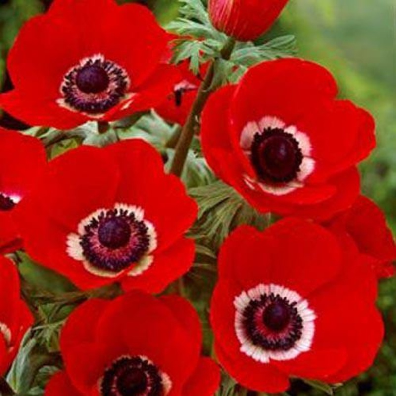 Anemone De caen hollandia flower bulb (Pack of 6 bulbs)
